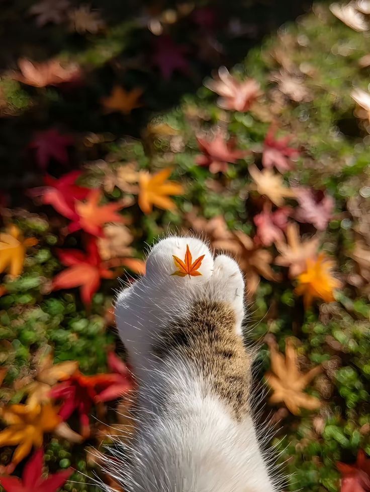 Chú Út, Em Muốn Theo Đuổi Anh