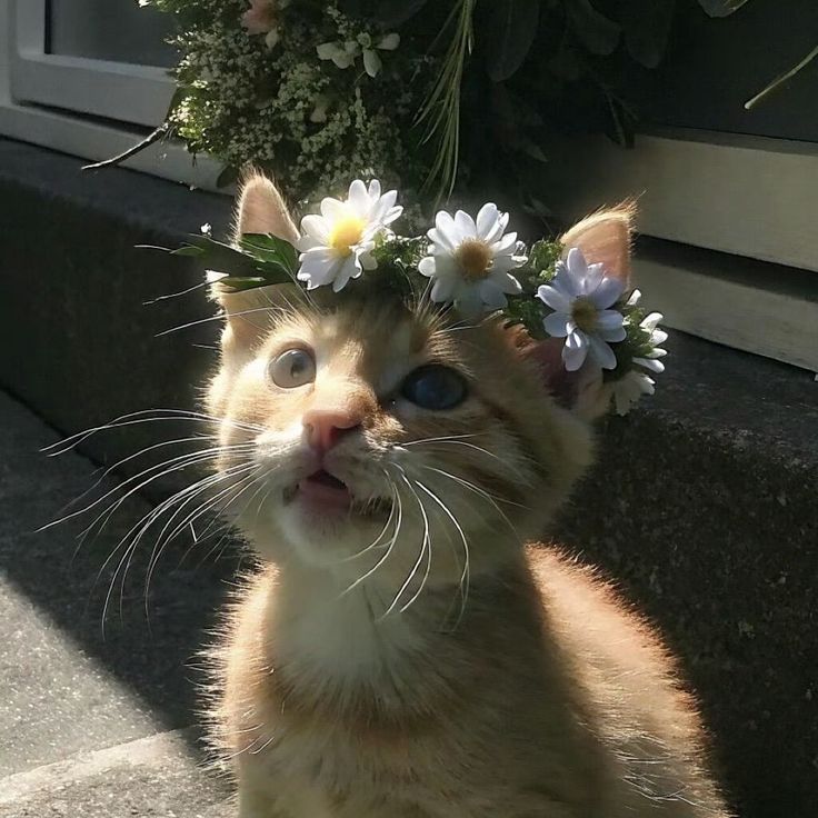 Người Tôi Yêu Không Thuộc Về Tôi